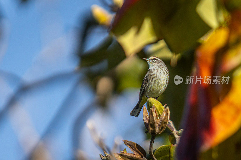 棕榈莺，(Setophaga palmarum)， Reinita Palmera, Paruline couronne。rousse。